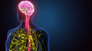 stressz és idegrendszer